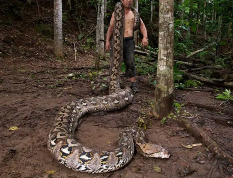 ŽENKA MREŽASTOG PITONA: Otkrivena najduža zmija ikad izmjerena u divljini (VIDEO)