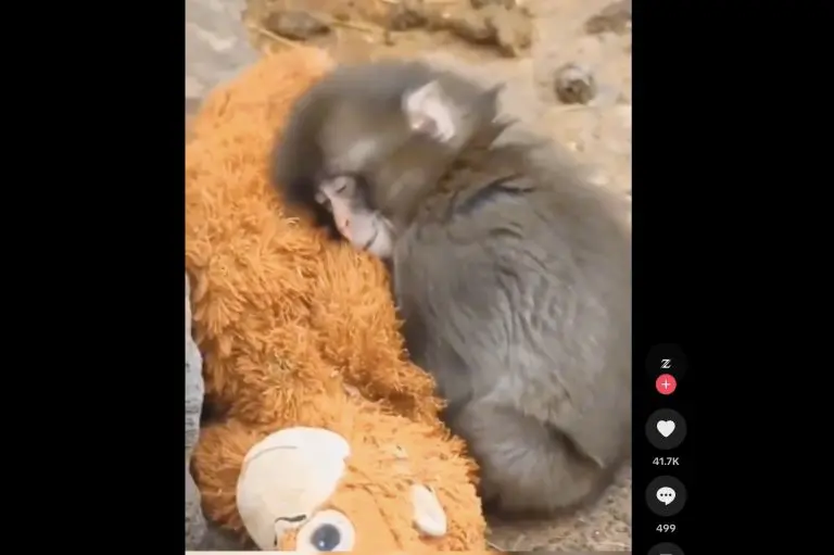 Priča o majmunčetu koja je rasplakala milione ljudi dobila sretan kraj: Majka ga odbacila, utjehu našlo u plišanoj igrački, a sada konačno i pravi zagrljaj