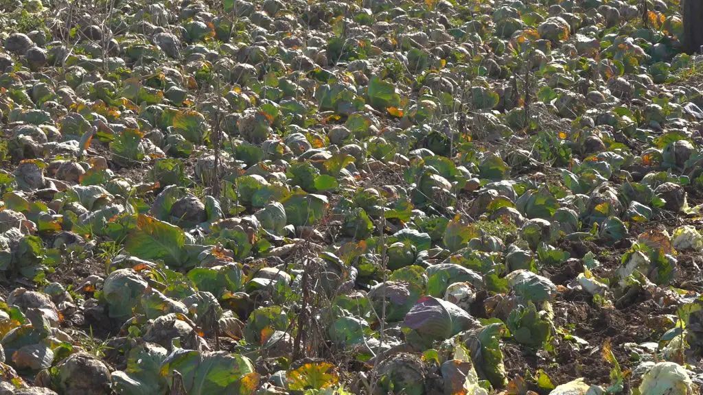 Poljoprivrednik u Semberiji objašnjava zašto uništavanje domaće hrane postaje jedini izlaz
