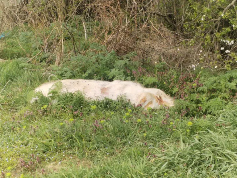 „E pa nećemo tako, komšije“ –Ekološki incident ugrožava Semberiju FOTO