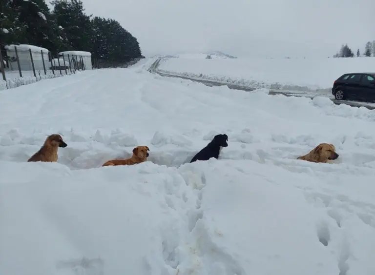 Psi bez hrane i vode, okovani snijegom: Volonteri zatekli alarmantno stanje u azilu na Manjači