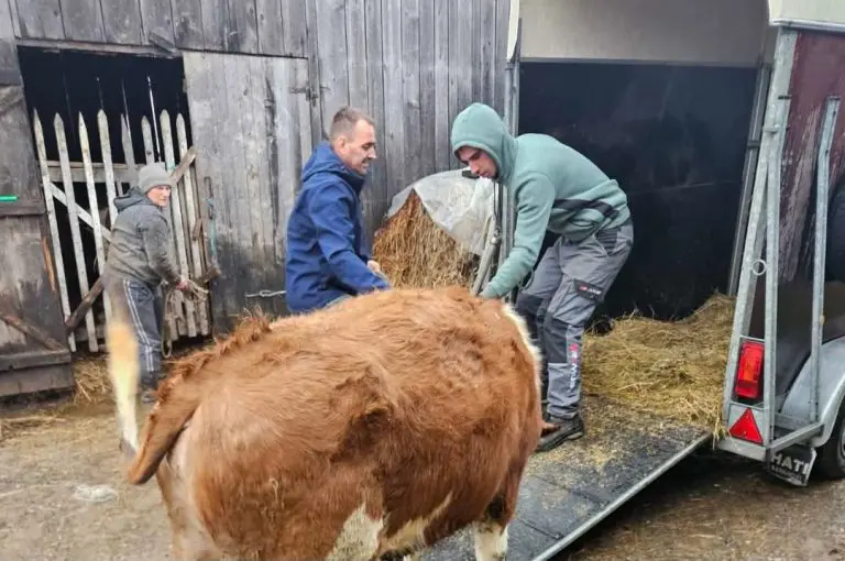 Nakon nevremena Vinka donirala junicu Zilhadu