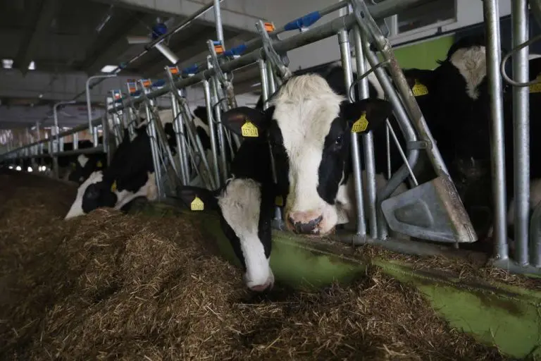 Poljoprivrednici upozoravaju: Blokade granica ugrožavaju mliječnu industriju