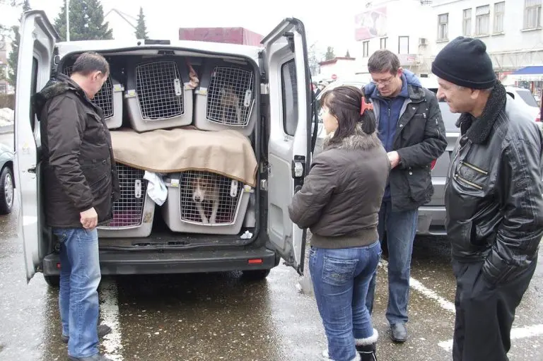 Hiljade pasa lutalica iz BiH izvezeno u Njemačku