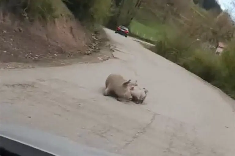 “Stanje redovno”: Na putu Foča – Šćepan Polje oprasila se krmača