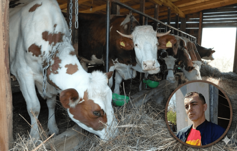Farma krava na gazdinstvu Stanković