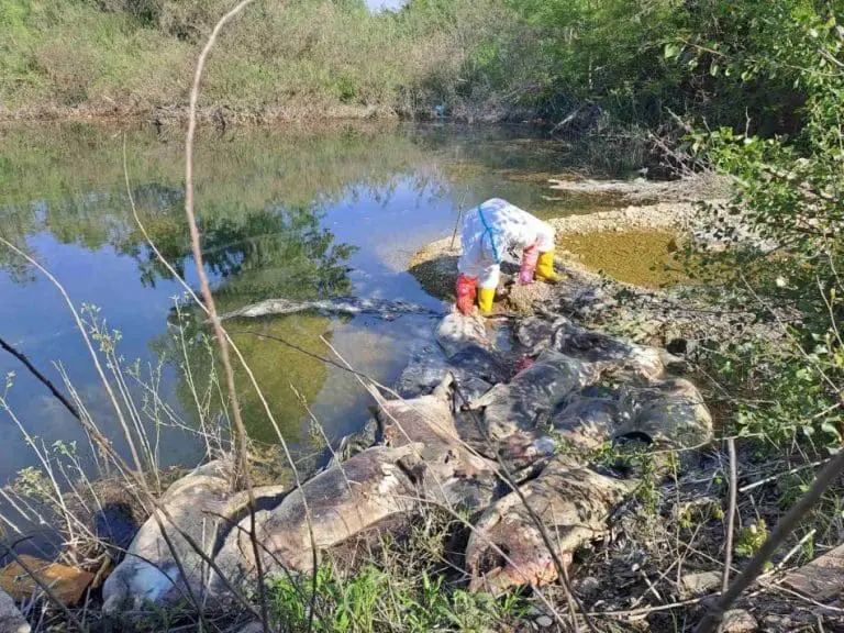 Oglasilo se ministarstvo: Kazniti odgovorne za bacanje uginulih svinja