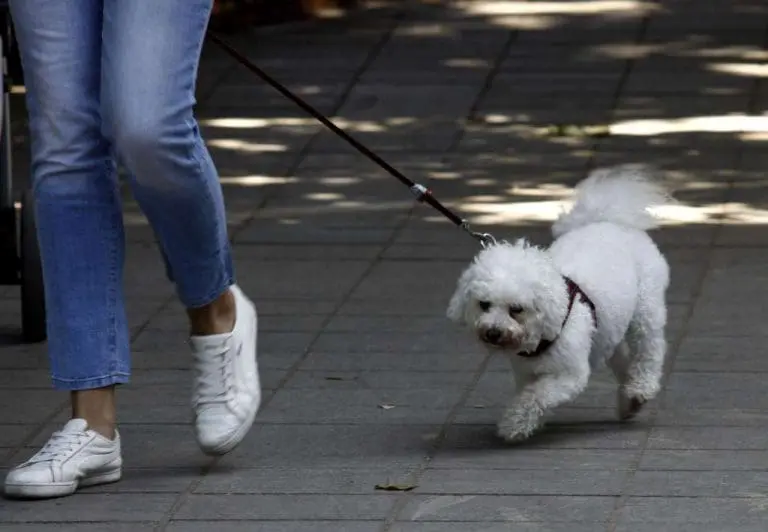 Nova pravila za kućne ljubimce koji putuju u EU