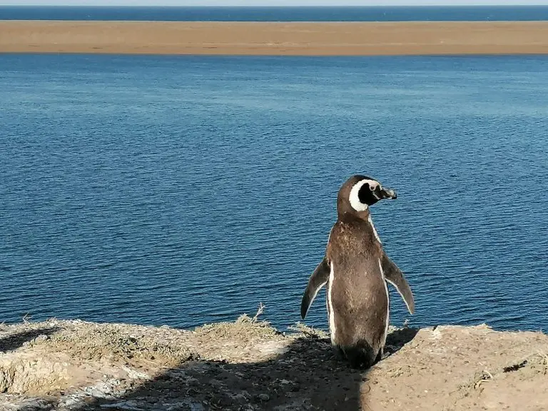 Vječne hemikalije pronađene i kod pingvina u udaljenoj Patagoniji