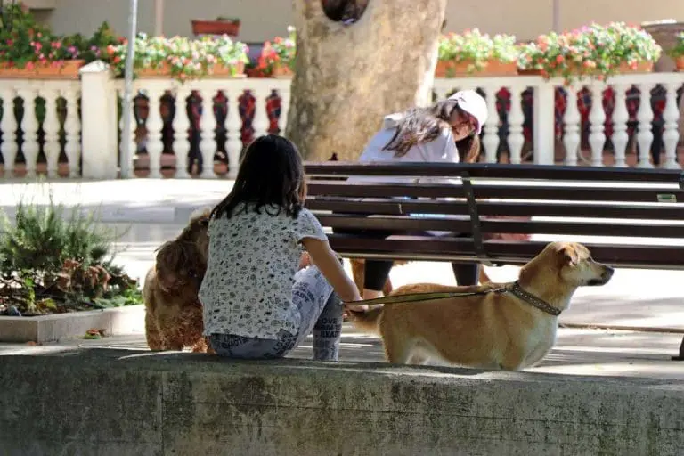 Novo zakonodavstvo EU-a o zaštiti pasa i mačaka