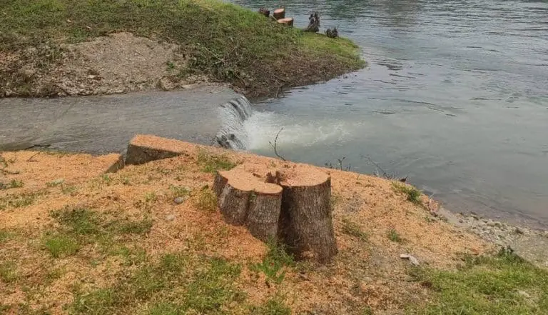 U Banjaluci posječene vrbe i stabala koja su vijekovima unazad bila simbol grada