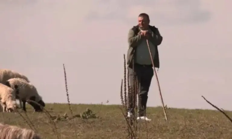 Samohrani otac kod Banjaluke brine o stotinama ovaca: Težak je ovo posao i mladi ga neće