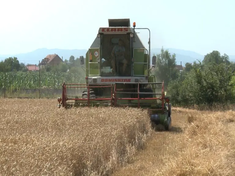 Otkup počeo, cijena još nepoznata: Žetva pšenice u Semberiji otvara staro pitanje – ko ovdje zarađuje?