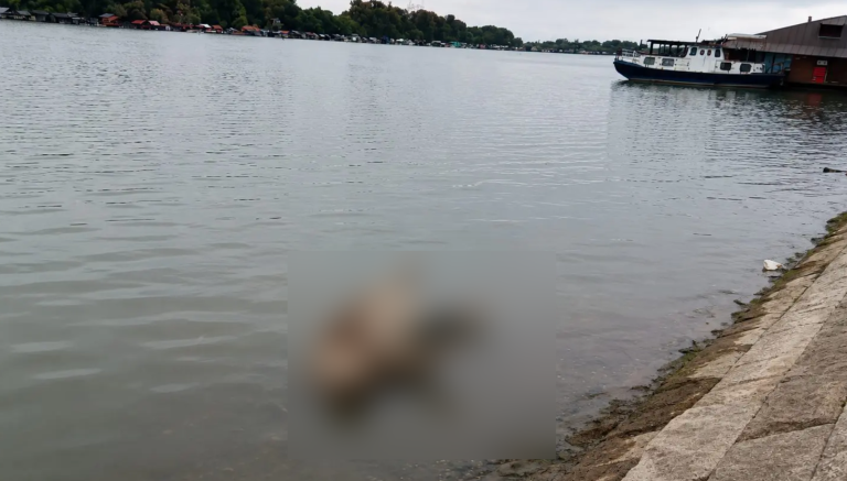 Leševi u rijekama, virus na farmama: Da li je Semberija išta naučila nakon posljednje epidemije afričke kuge svinja?