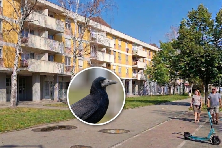 Uznemirenost u Banjaluci: Vrana napada prolaznike kod „Titanika“, ima i povrijeđenih