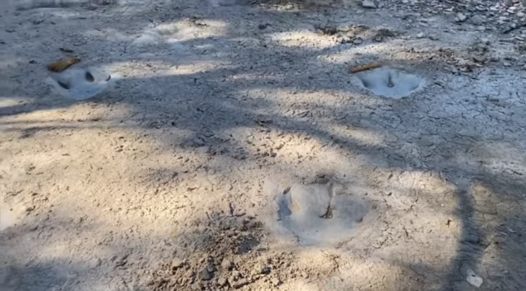 Fosil zaboravljen 40 godina potvrđen kao prva kost dinosaura pronađena na Antarktiku