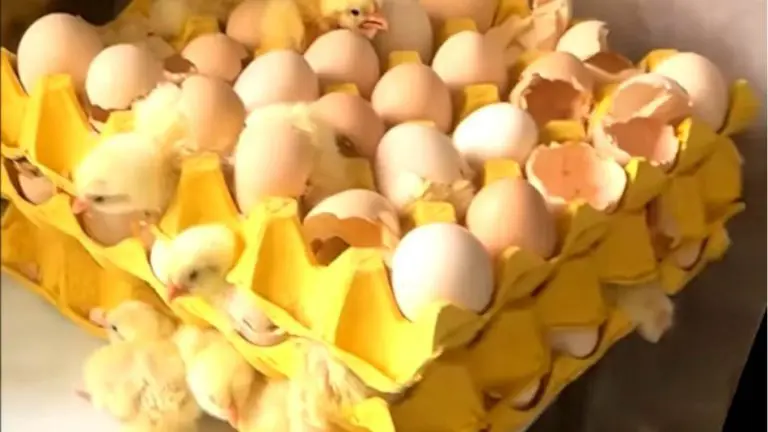 Kupila jaja u prodavnici, pa otišla na dva dana: Kad se vratila, u kući je zatekla 70 živahnih pilića (VIDEO)