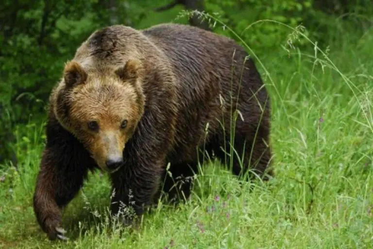 Zatvorili 100 škola nakon što je viđen medvjed u gradskom području