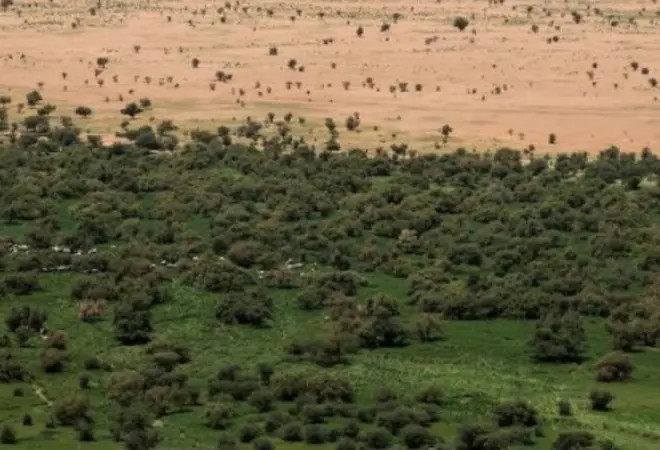 Afrika gradi najveći zeleni zid na svijetu: Projekat dug 8.000 kilometara mijenja budućnost kontinenta