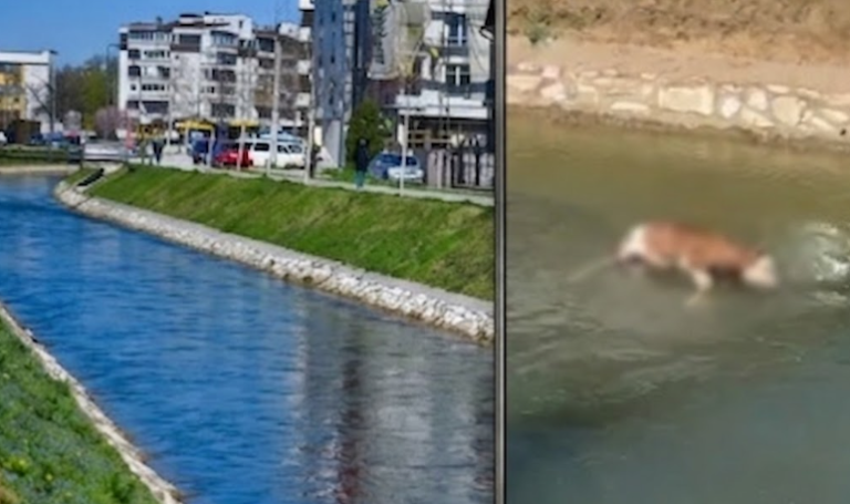 Zastrašujući prizor u Bijeljini: Kanal Dašnica ponovo deponija za uginule životinje, jutros plutao leš teleta! (VIDEO)