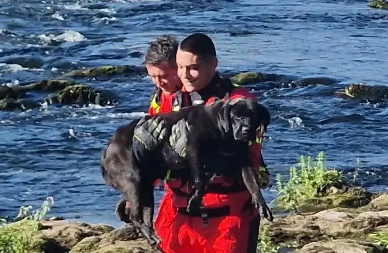 Pas dva dana čekao spas usred Vrbasa, spasili ga vatrogasci