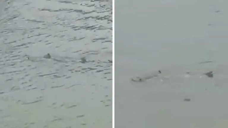 AJKULA PLIVALA ULICAMA NJU DŽERZIJA: Nezapamćena oluja odnijela život, voda preplavila naselja (VIDEO)