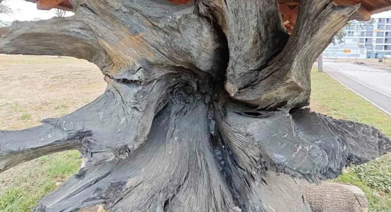 Kako je hrastov gorostas od 50 tona iz Vrbasa postao „crno zlato“? FOTO