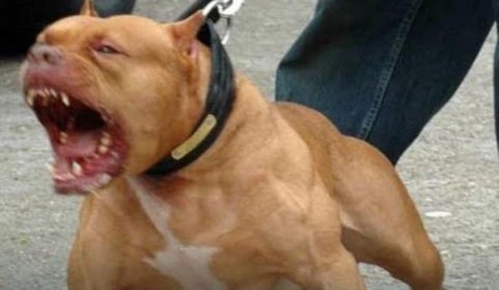Dramatičan napad u Sarajevu: Pitbul nasrnuo na muškarca i majku s bebom