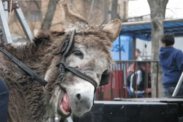 Trka magaraca: Jedinstven događaj u BiH