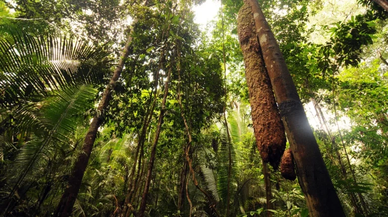 EU odložila primenu zakona o krčenju šuma zbog brojnih žalbi