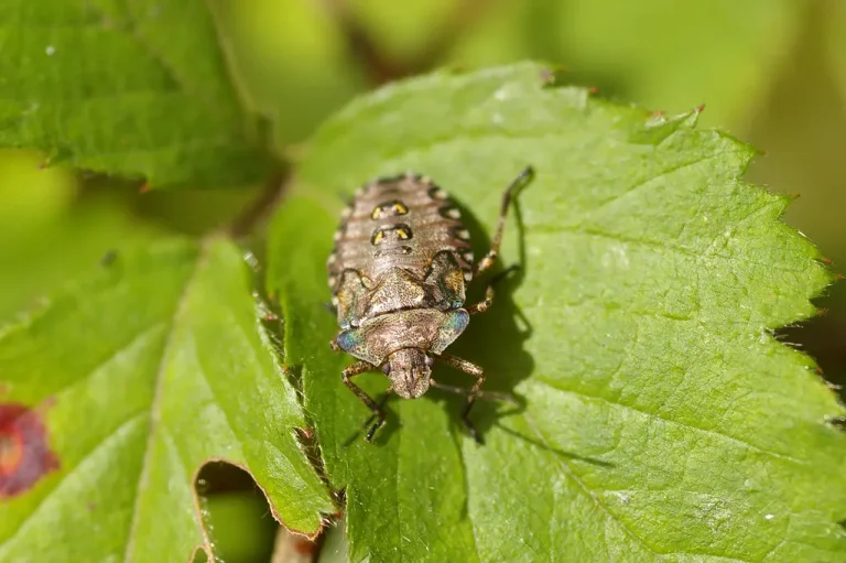 Azijske smrdibube preplavile BiH: Prijetnja i za poljoprivredu, ljudi ih pronalaze i u utičnicama!