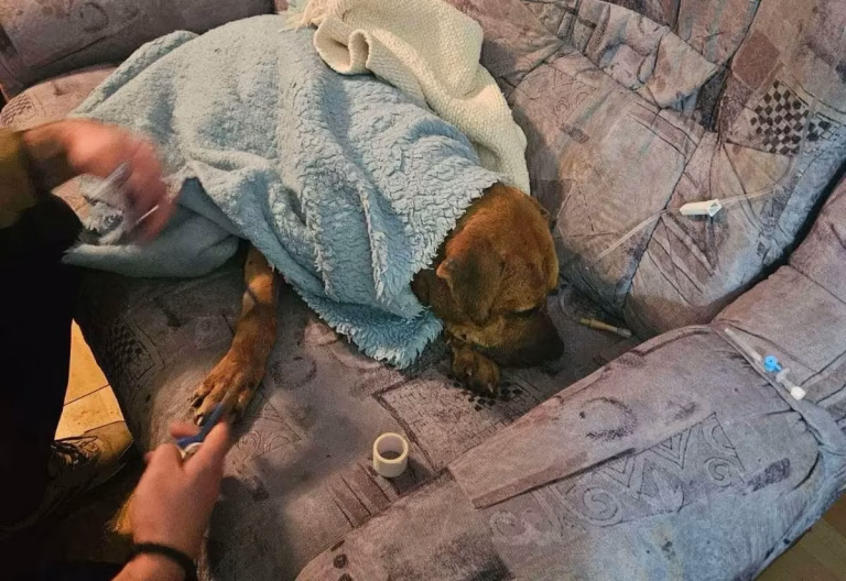 Uveden jedan od najstrožih zakona o napuštanju ljubimaca u Evropi: Zatvorska ili novčana kazna do 45.000 evra