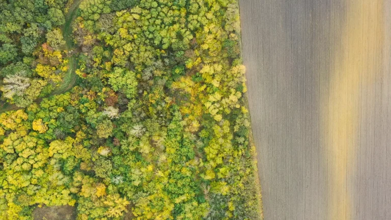 Građani iz cijele Srbije sakupili su sav novac potreban da se otplati jedna šuma
