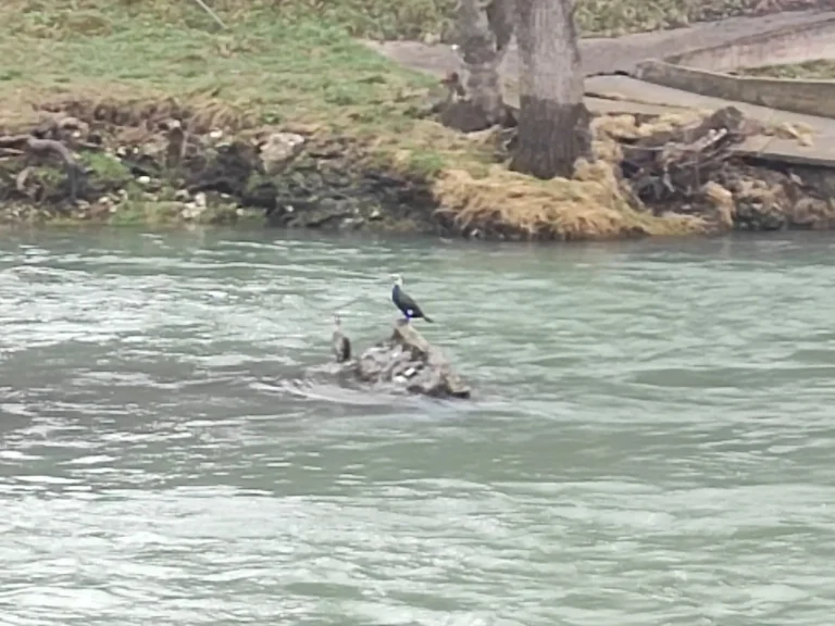 Kormorani nisu krivi za ugrožavanje ribljeg fonda u Vrbasu