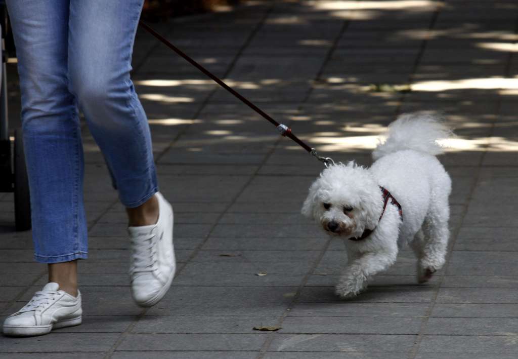 Šokantni podaci iz Španije: Ljubimaca skoro duplo više nego djece