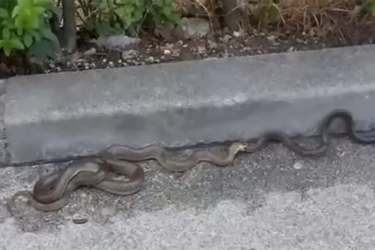 Uznemirujući snimci iz Sarajeva: Građani prijavili najezdu zmija kod hotela, stručnjaci otkrili o čemu je riječ (VIDEO)