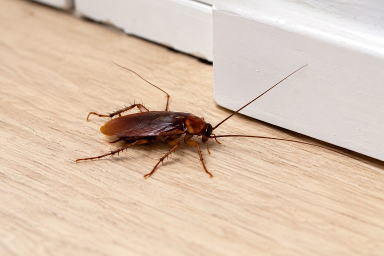 Pojava žohara u stanovima i zgradama može predstavljati ozbiljan zdravstveni rizik